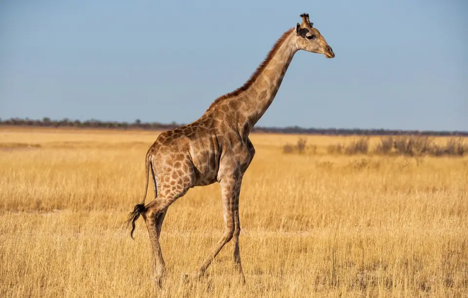 Namibia_Etosha_1117.jpg