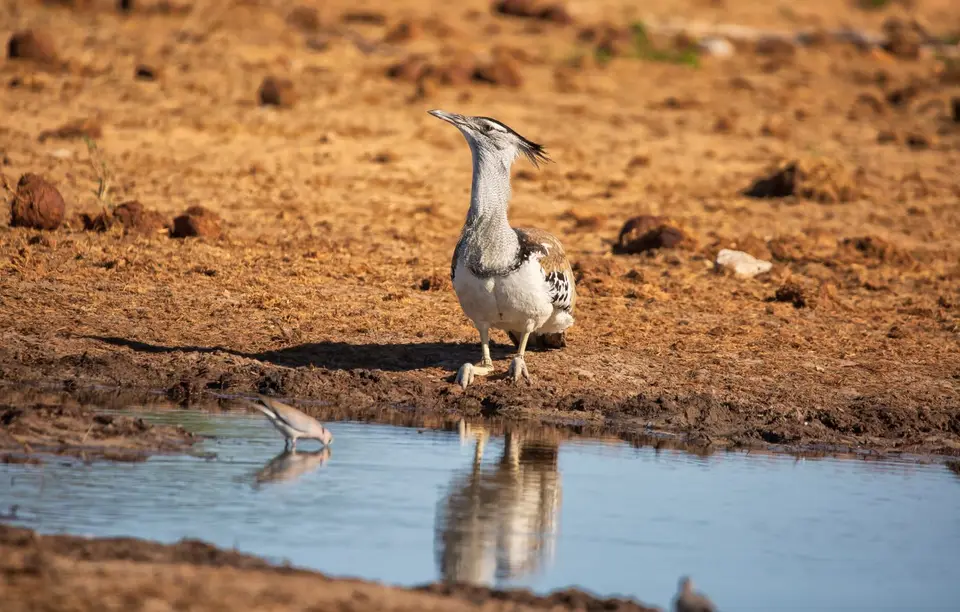 Namibia_Etosha_1118.jpg