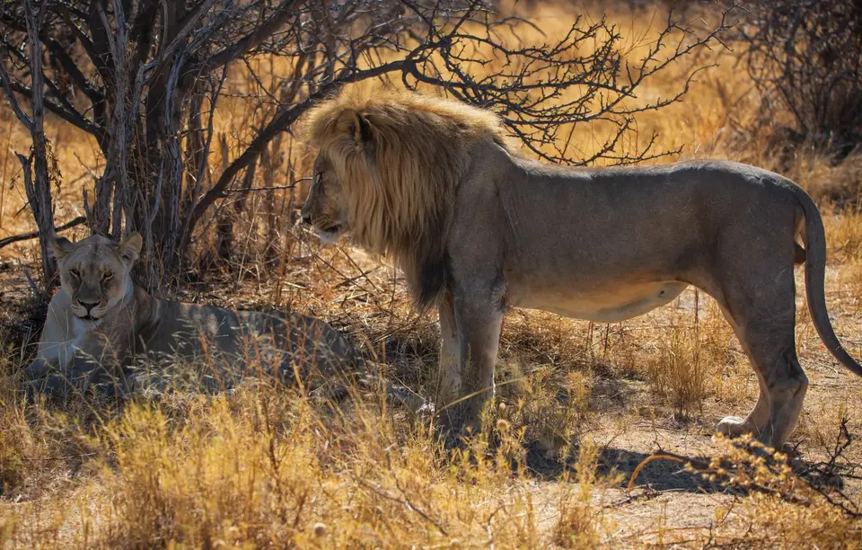 Namibia_Etosha_1119.jpg