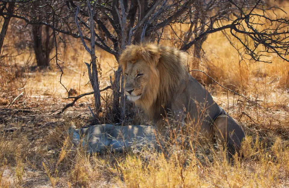 Namibia_Etosha_1120.jpg