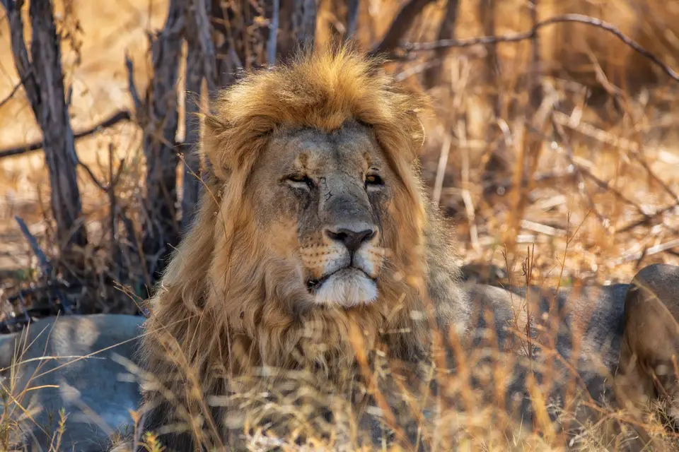Namibia_Etosha_1121.jpg