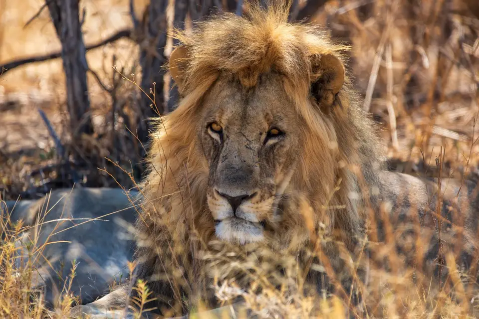 Namibia_Etosha_1122.jpg