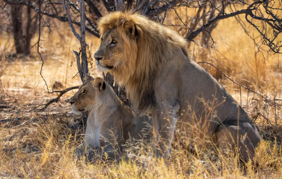 Namibia_Etosha_1125.jpg