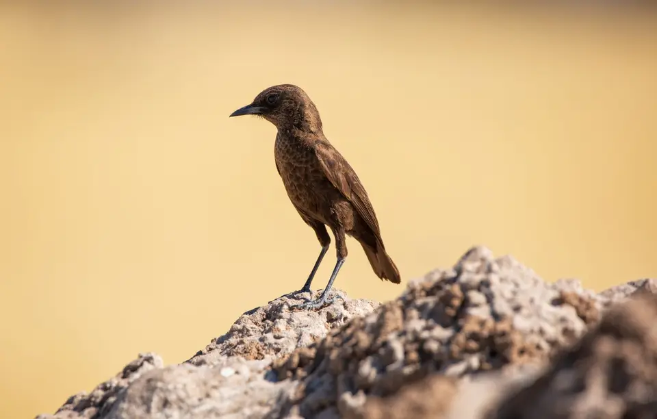 Namibia_Etosha_1126.jpg