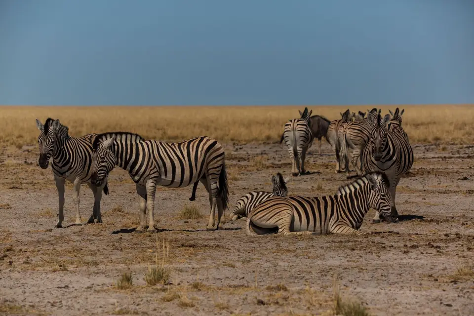 Namibia_Etosha_1127.jpg