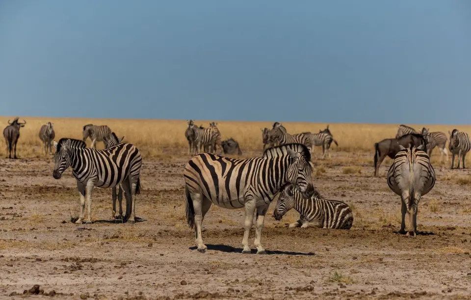 Namibia_Etosha_1128.jpg