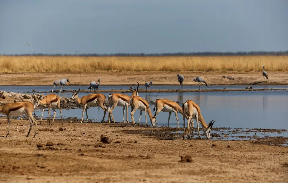 Namibia_Etosha_1129.jpg
