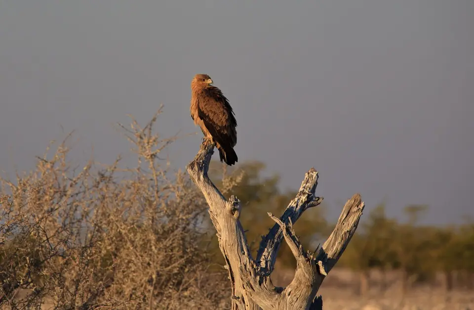 Namibia_Etosha_113.jpg