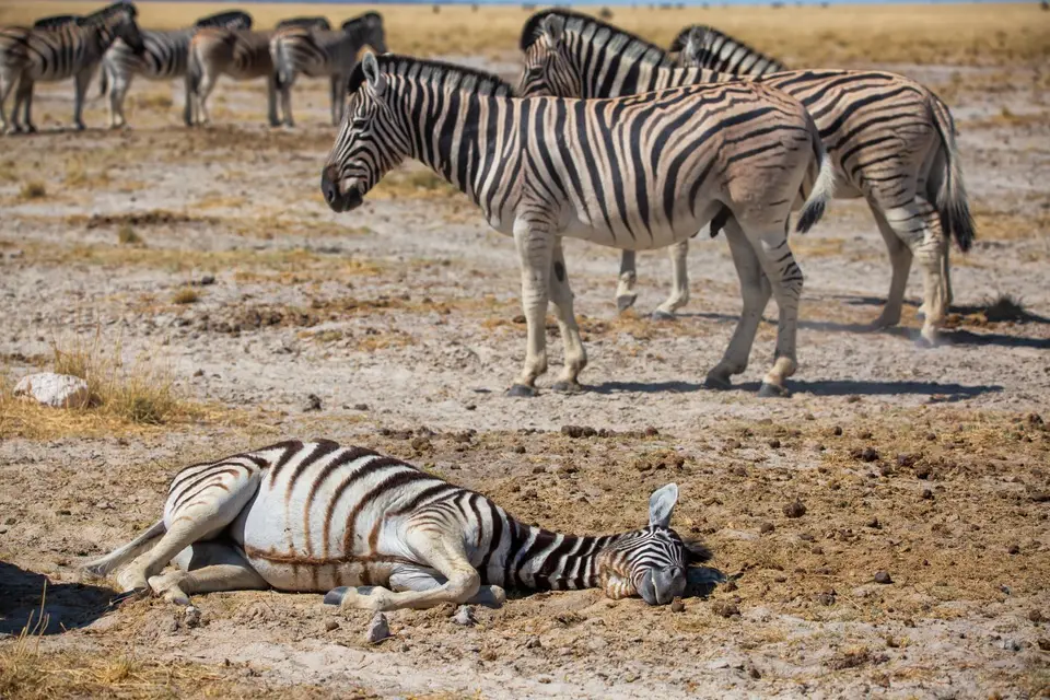 Namibia_Etosha_1130.jpg