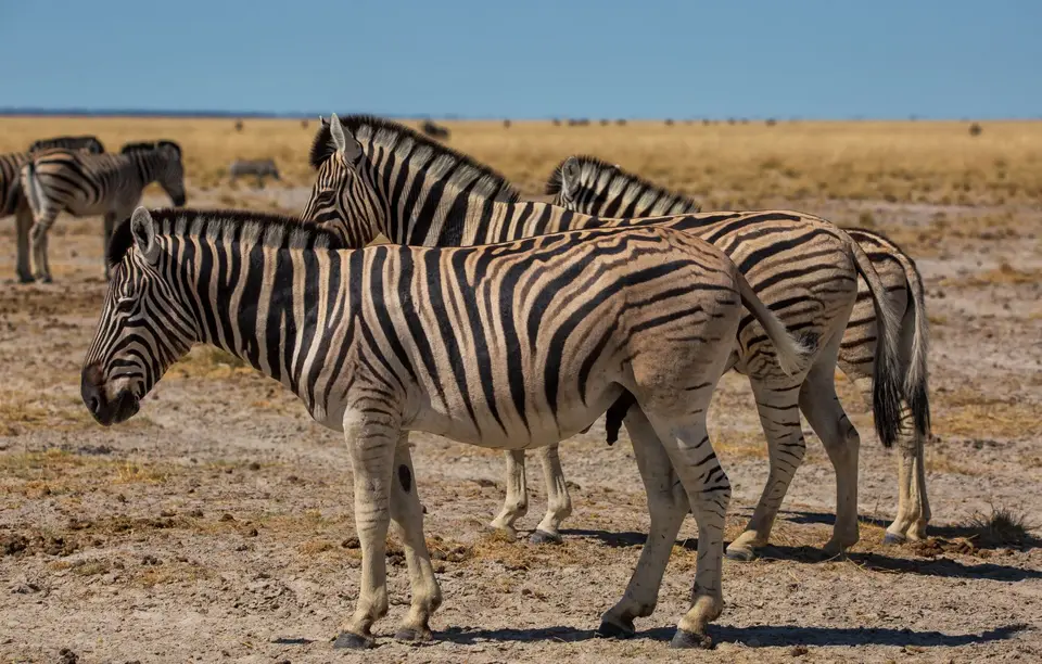Namibia_Etosha_1131.jpg