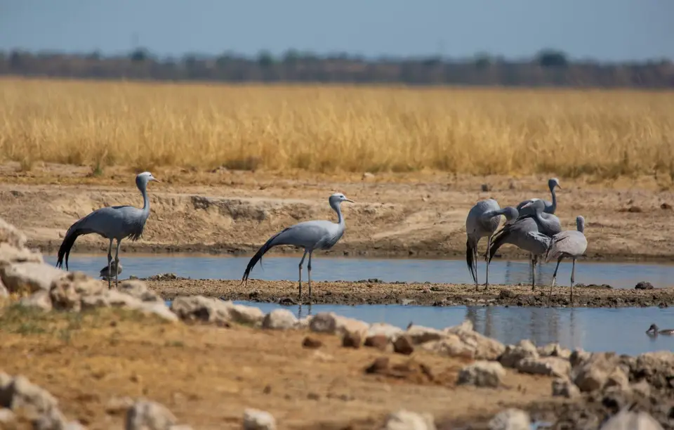 Namibia_Etosha_1132.jpg