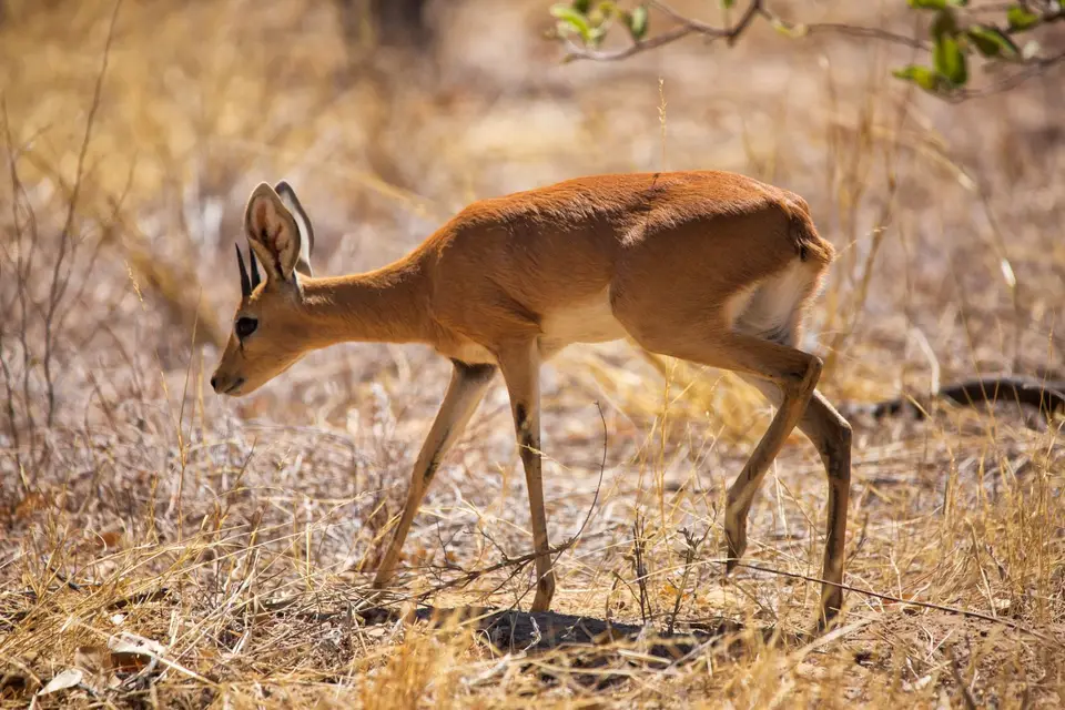 Namibia_Etosha_1133.jpg