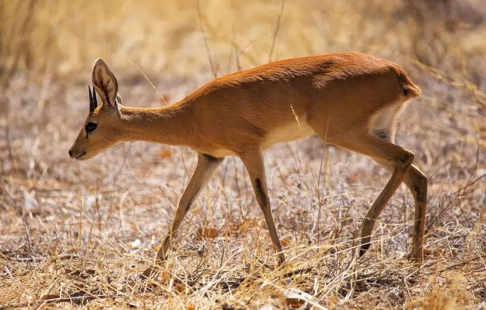 Namibia_Etosha_1134.jpg