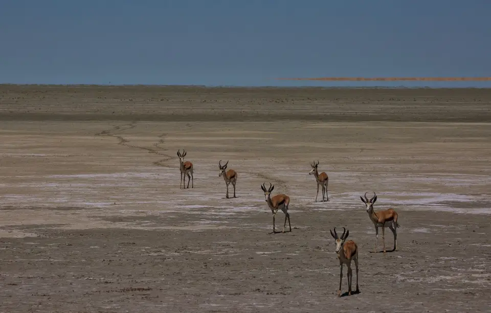 Namibia_Etosha_1135.jpg