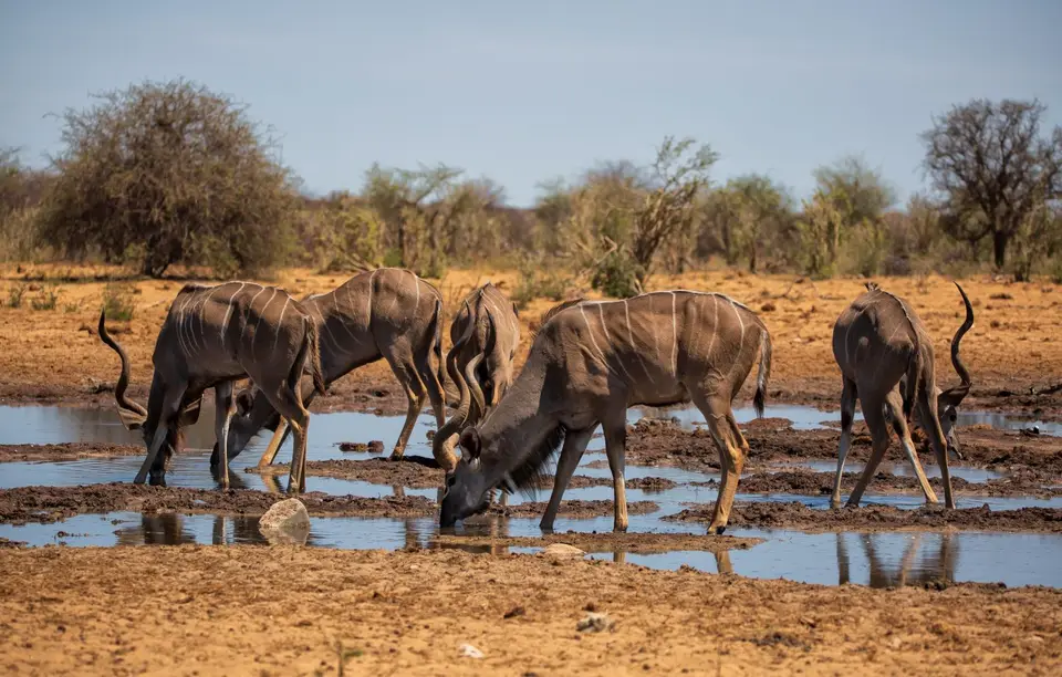 Namibia_Etosha_1136.jpg