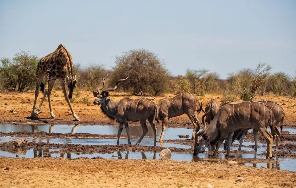 Namibia_Etosha_1137.jpg