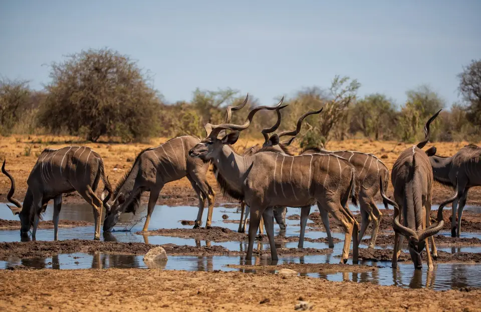 Namibia_Etosha_1138.jpg
