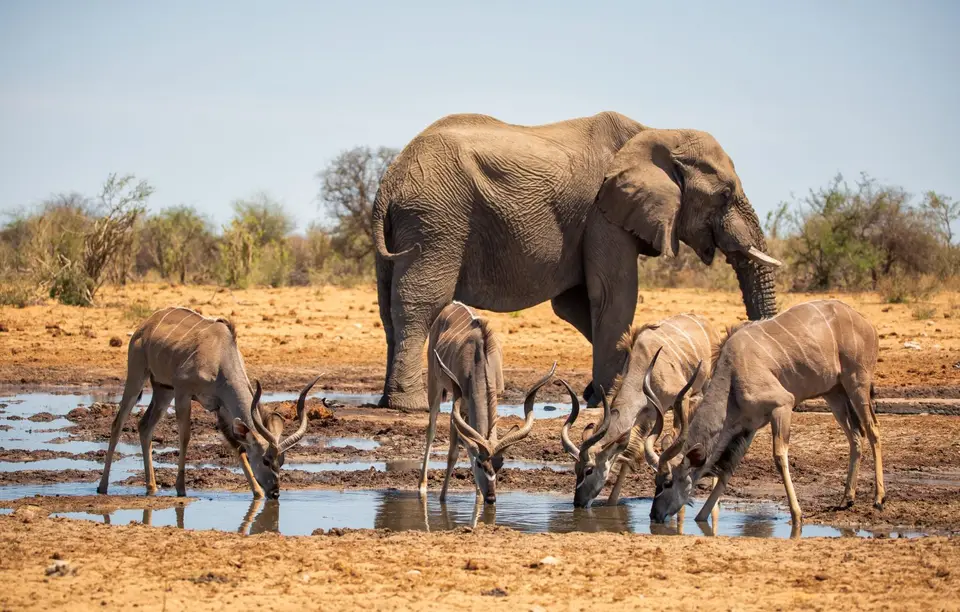 Namibia_Etosha_1139.jpg