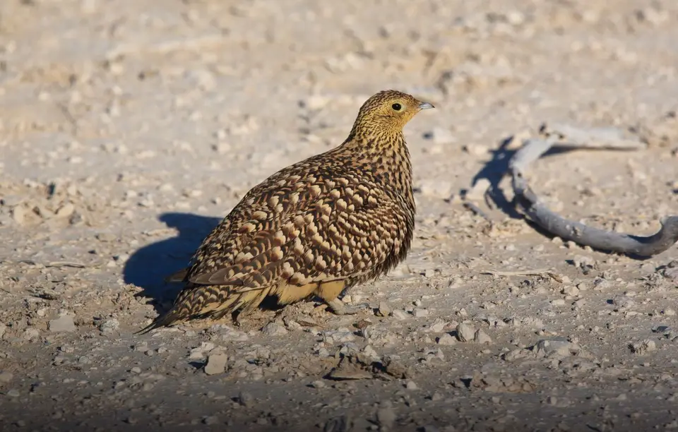 Namibia_Etosha_114.jpg