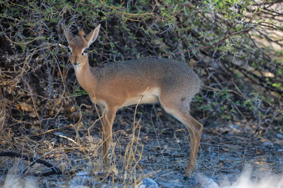 Namibia_Etosha_1146.jpg