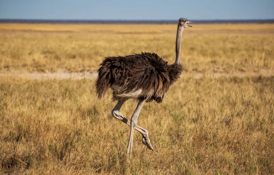Namibia_Etosha_1148.jpg