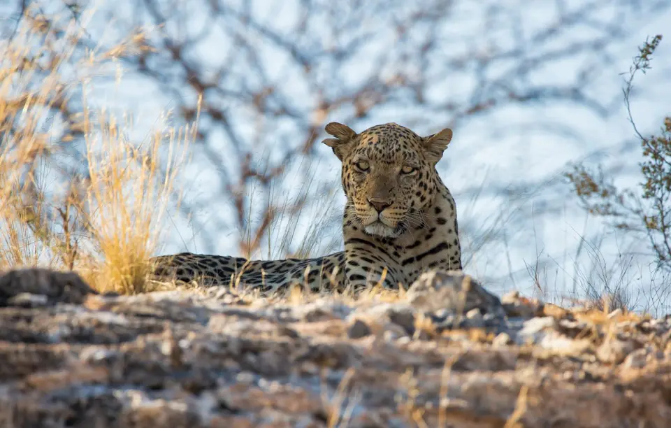 Namibia_Etosha_1150.jpg