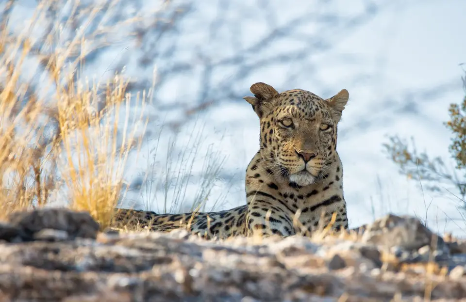 Namibia_Etosha_1151.jpg
