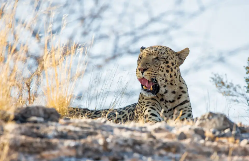 Namibia_Etosha_1152.jpg