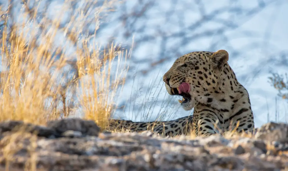 Namibia_Etosha_1153.jpg