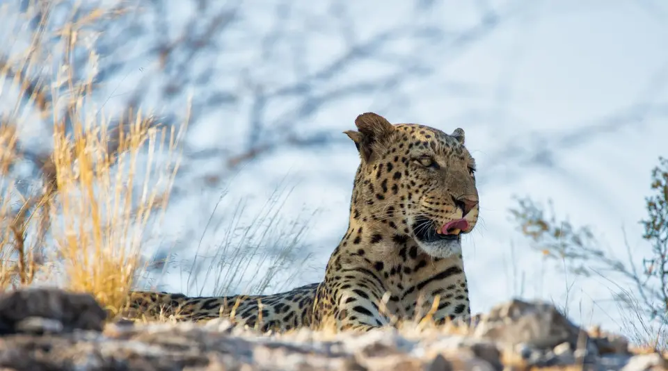 Namibia_Etosha_1154.jpg