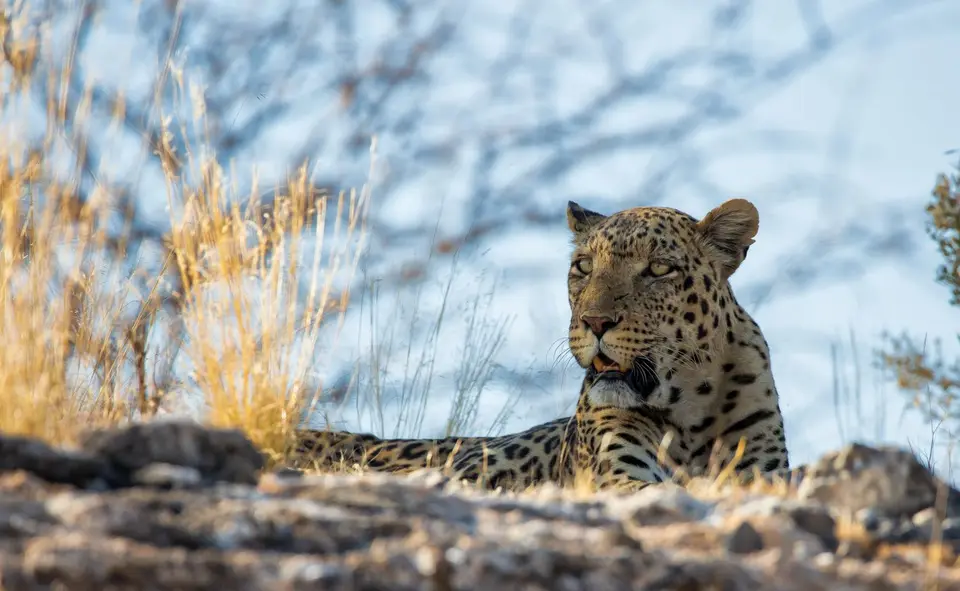 Namibia_Etosha_1155.jpg