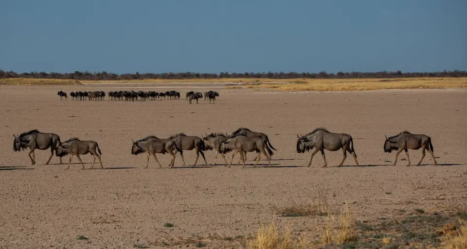 Namibia_Etosha_1157.jpg