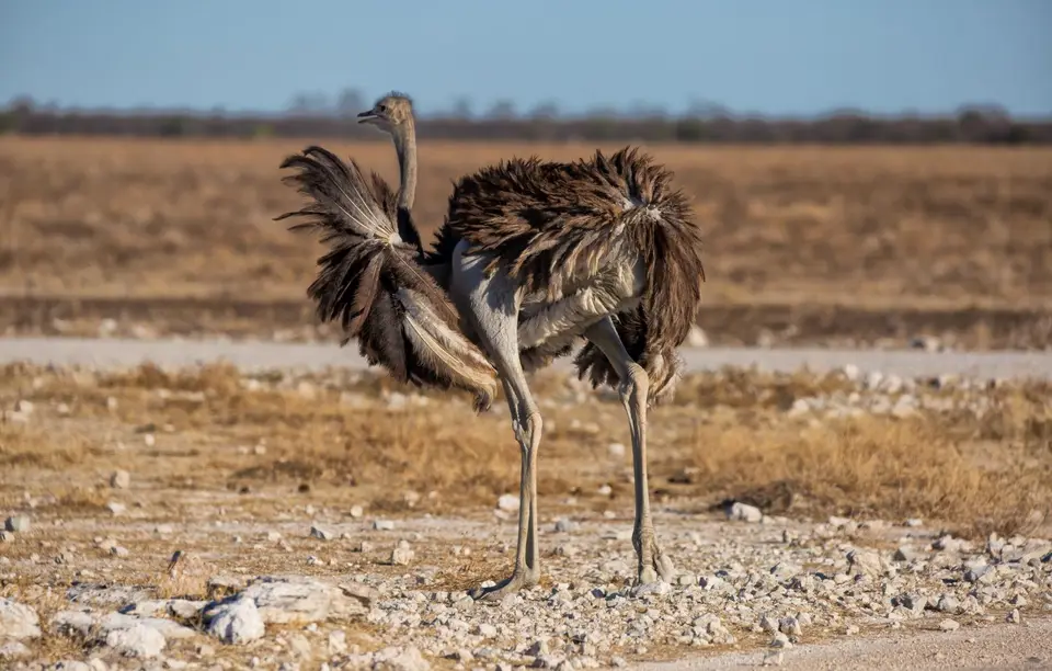 Namibia_Etosha_1158.jpg