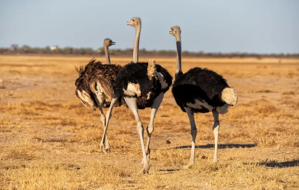 Namibia_Etosha_1159.jpg
