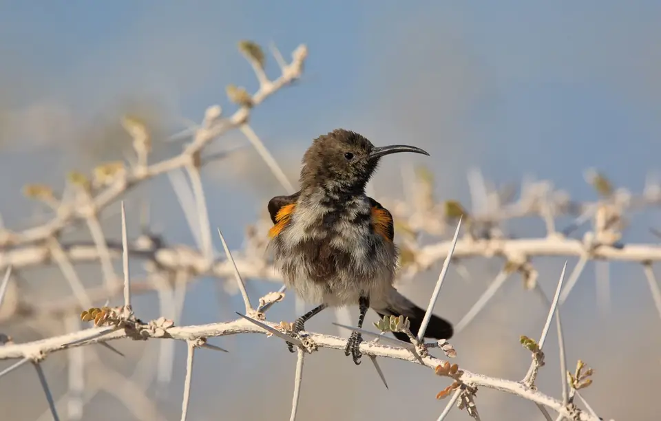 Namibia_Etosha_116.jpg