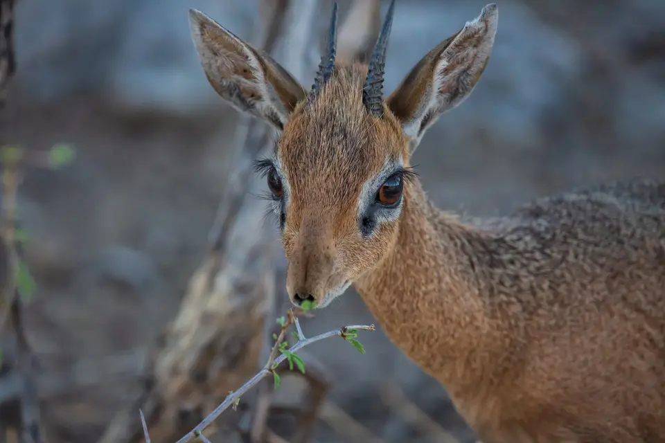 Namibia_Etosha_1160.jpg
