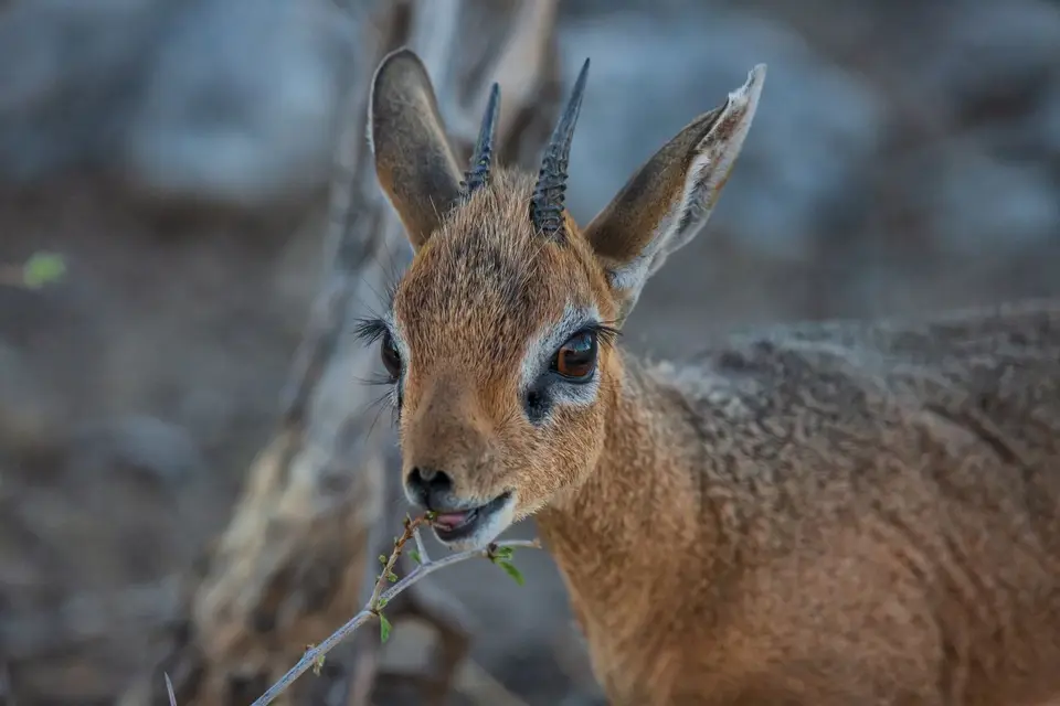 Namibia_Etosha_1161.jpg