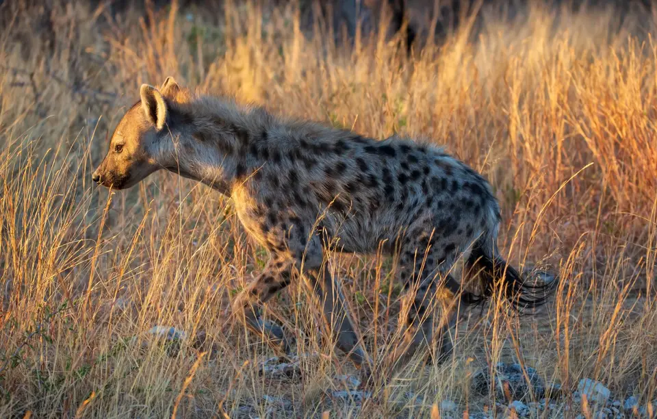 Namibia_Etosha_1162.jpg