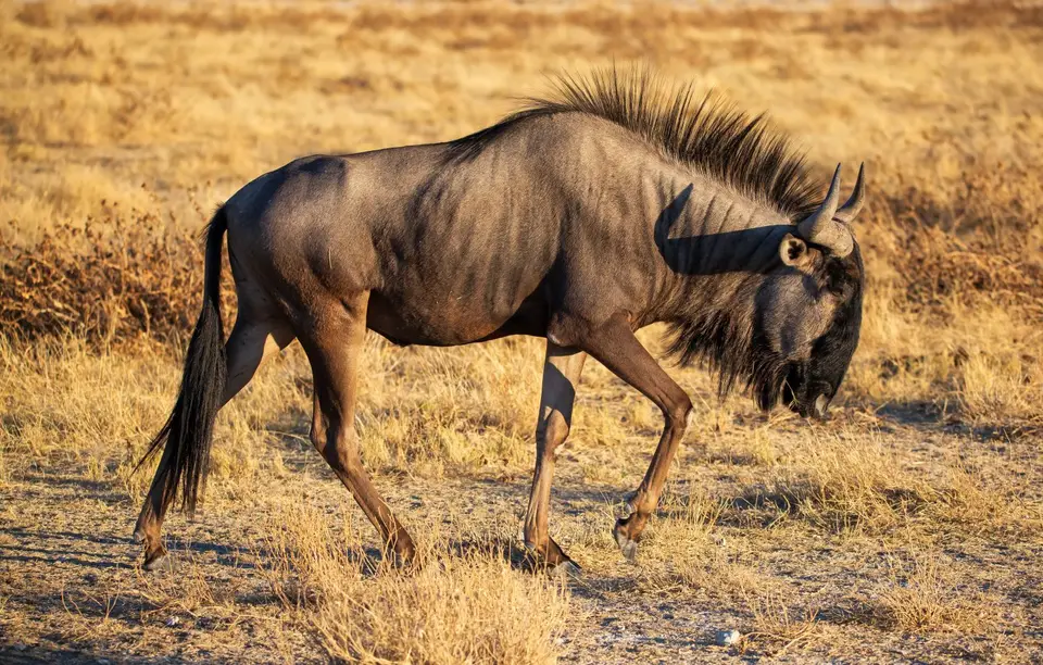 Namibia_Etosha_1163.jpg