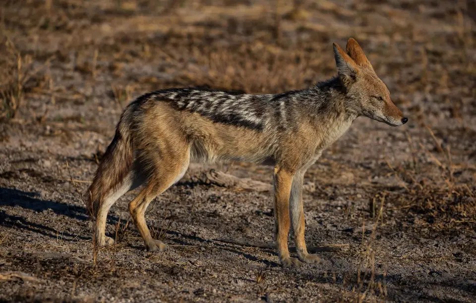 Namibia_Etosha_1164.jpg