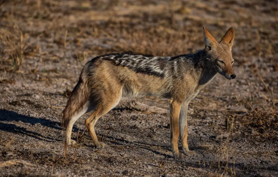 Namibia_Etosha_1165.jpg