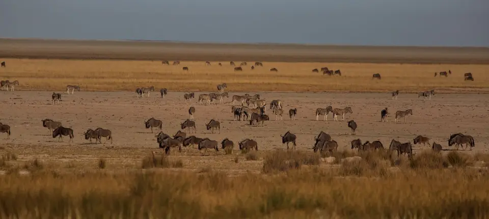 Namibia_Etosha_1166.jpg