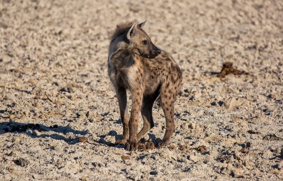 Namibia_Etosha_1167.jpg