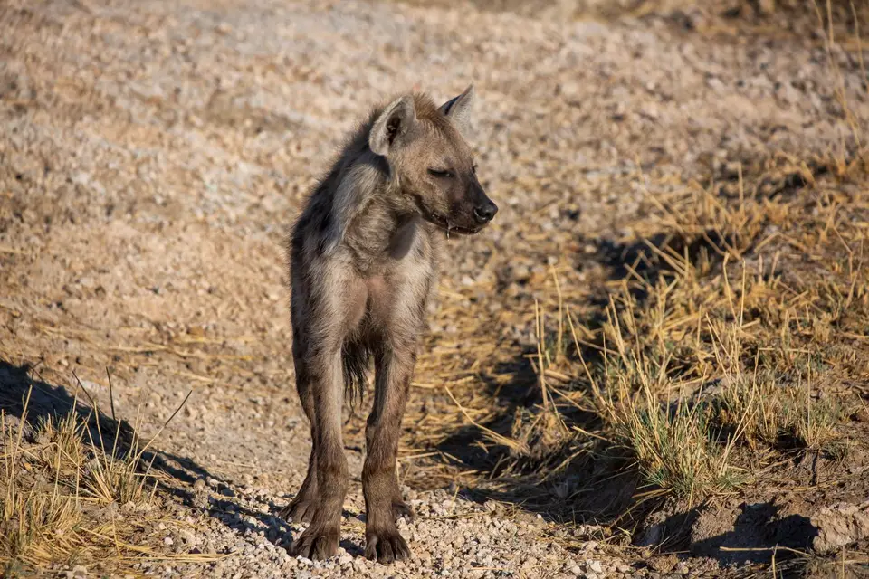 Namibia_Etosha_1168.jpg