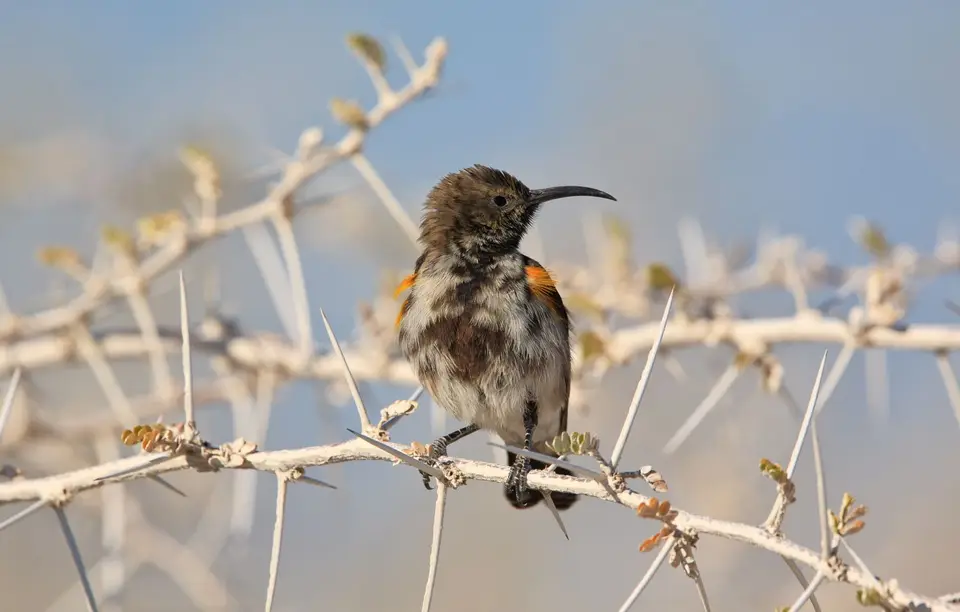 Namibia_Etosha_117.jpg