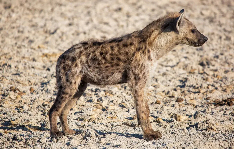 Namibia_Etosha_1171.jpg