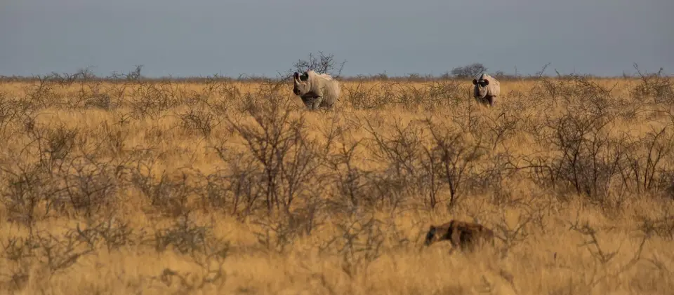 Namibia_Etosha_1172.jpg