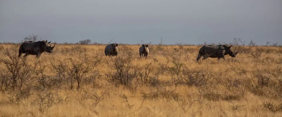 Namibia_Etosha_1174.jpg