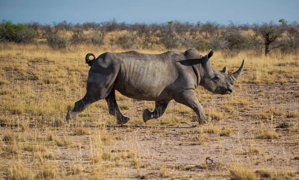 Namibia_Etosha_1176.jpg