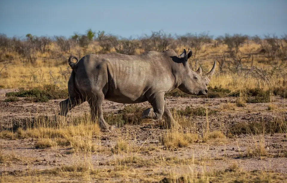 Namibia_Etosha_1177.jpg